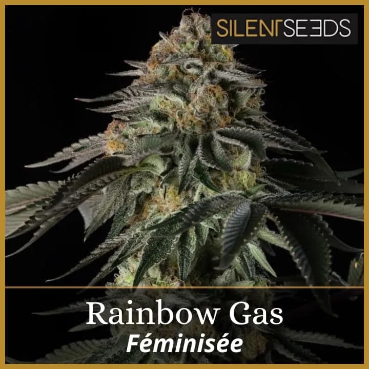 Rainbow Gas
