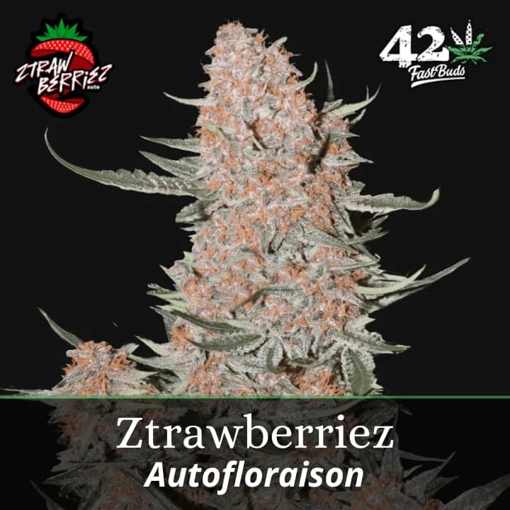 Ztrawberriez Auto PROMO